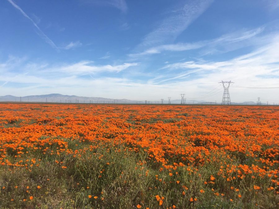 California poppy fields 