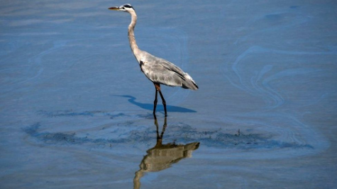 Bird standing in oil polluted water off of California beach