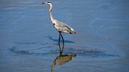 Bird standing in oil polluted water off of California beach