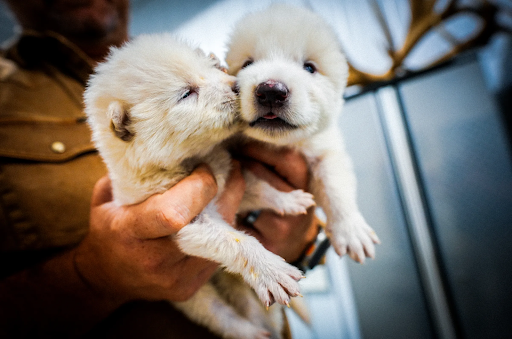 Photo from https://www.vox.com/future-perfect/407781/dire-wolves-deextinction-colossal-biosciences