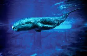 Photo by: https://seaworld.org/animals/facts/mammals/gray-whale/ 