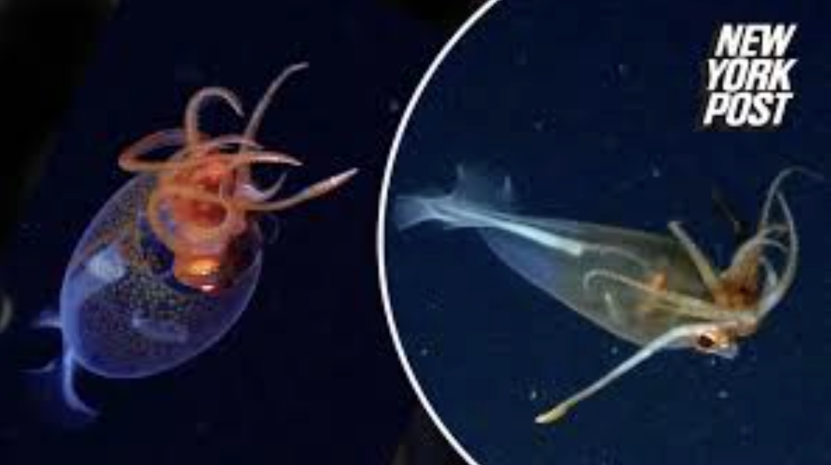 The Spotting of New Squids