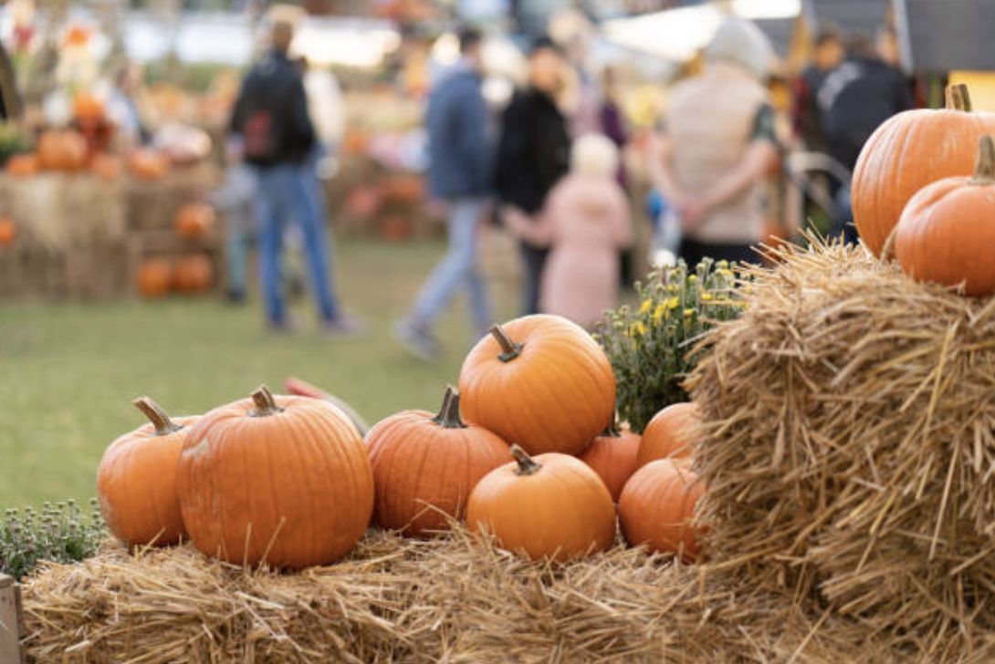 Activities To Do in Fall